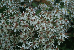 Aster divaricatus bestellen